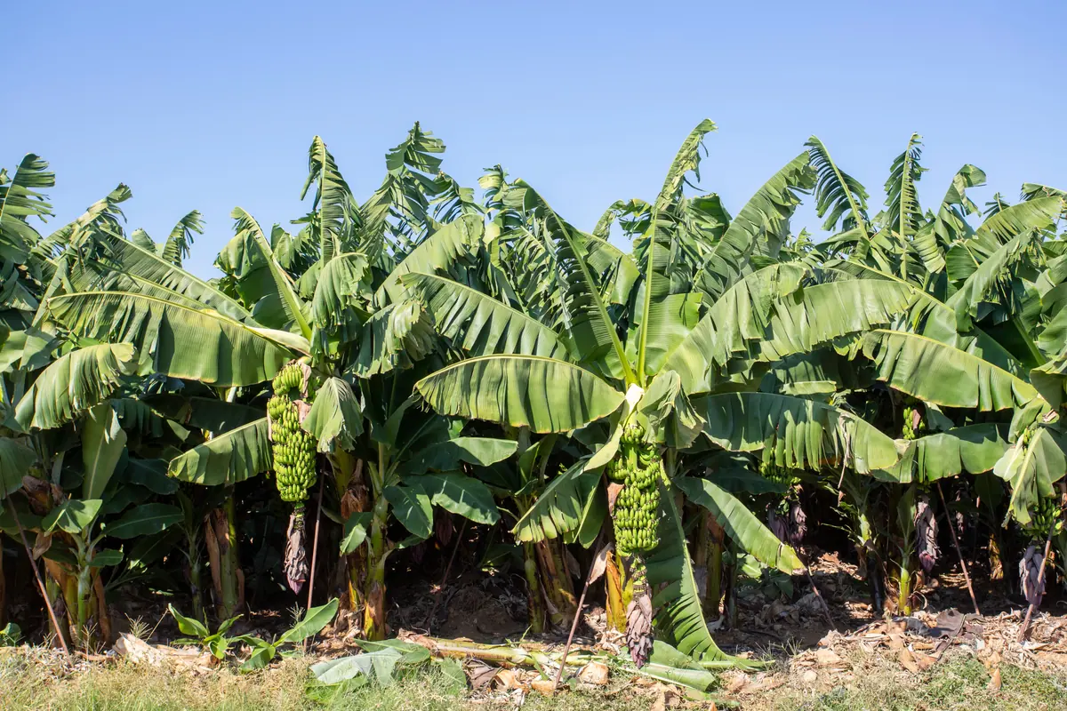 Plantación de banano en la costa ecuatoriana